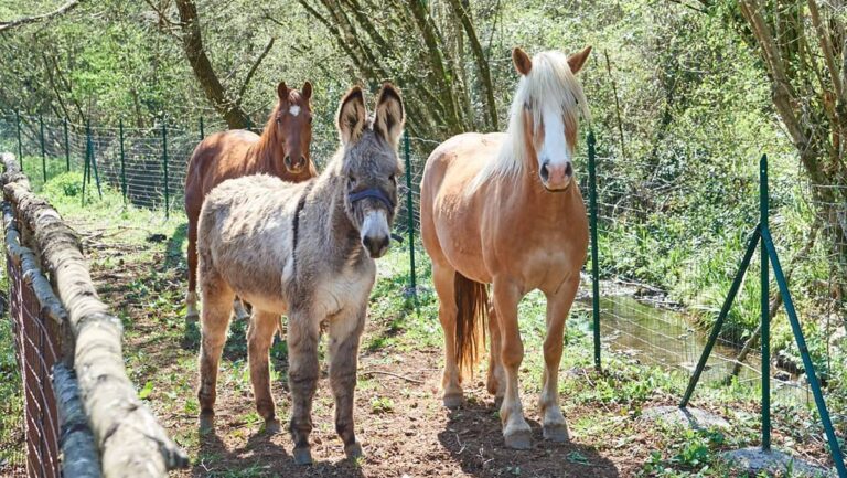 L’agriturismo una grande risorsa per il territorio
