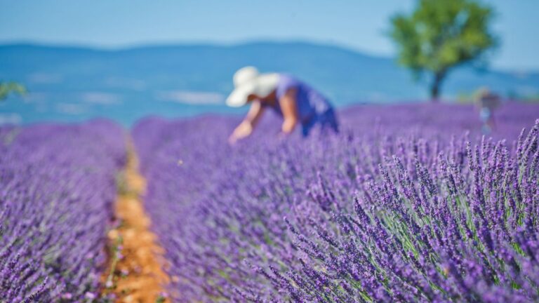 Lavanda: un rimedio naturale per riscoprire il benessere