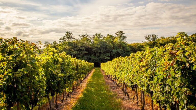 Cesanese del Piglio: il Re dei vini del Lazio (Prima Puntata)