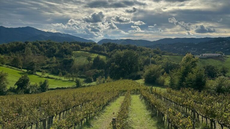 Cabernet di Atina e Maturano i gioielli della Valle di Comino (Seconda Puntata)-