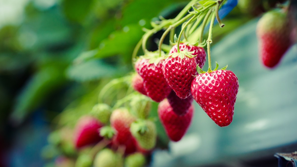 Fragole di stagione ad aprile