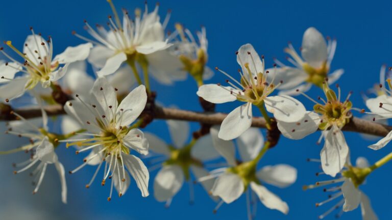 Biancospino: tra leggenda e scienza, il cuore della natura