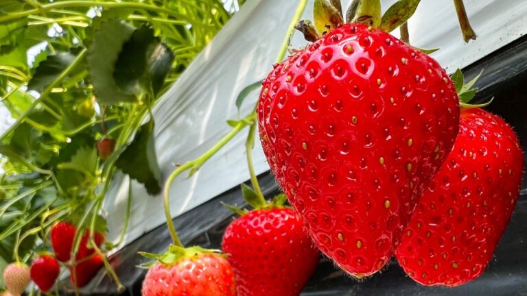 Fragole storia, leggende e curiosità